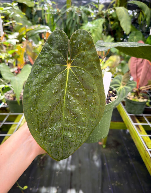 Anthurium papillilaminum (Ree Gardens) x portilloi (DF) EXACT PLANT