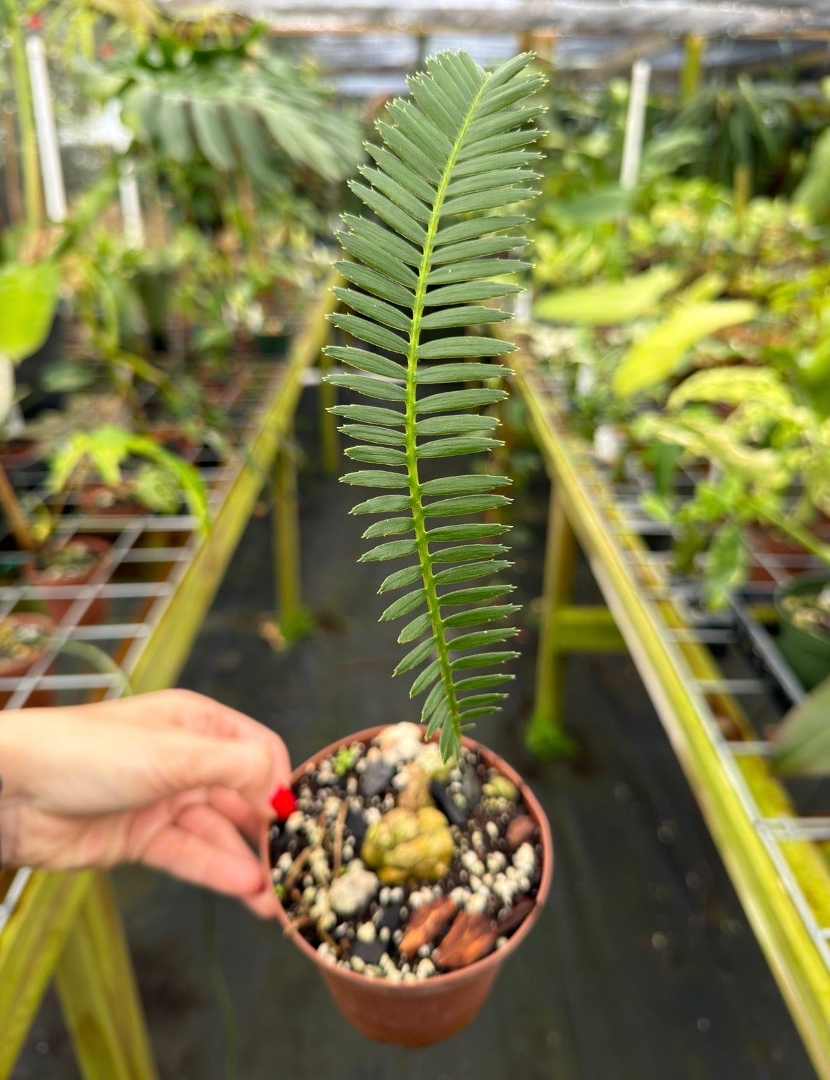 Dioon edule Small