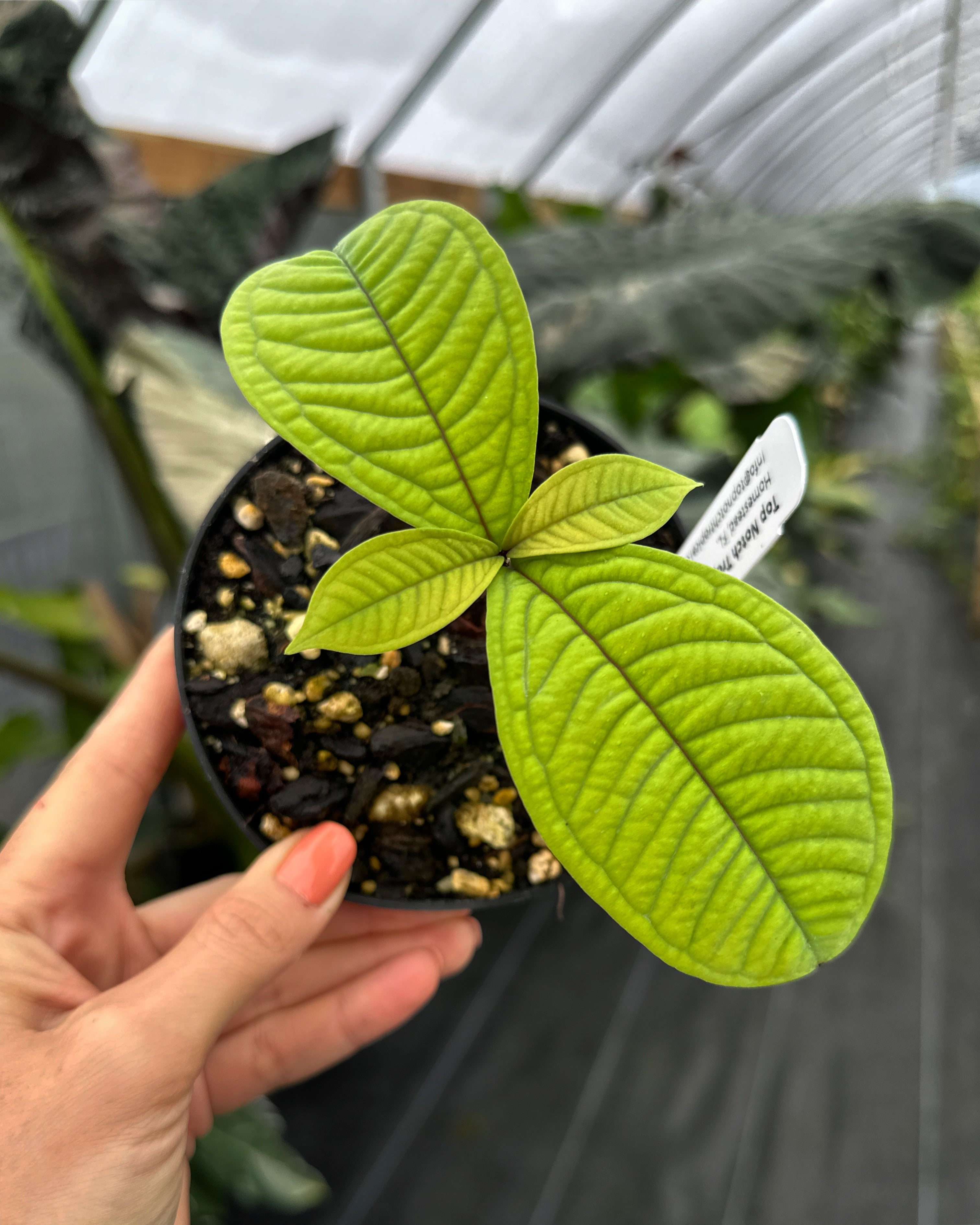 Q003激レア種！Syzygium jiewhoei シジギウム イエウホエイ 観葉植物