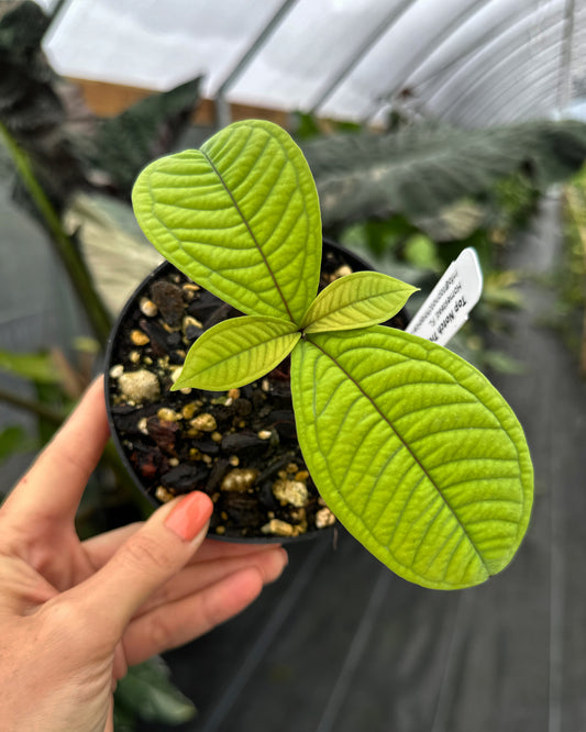 Syzygium jiewhoei, Rare