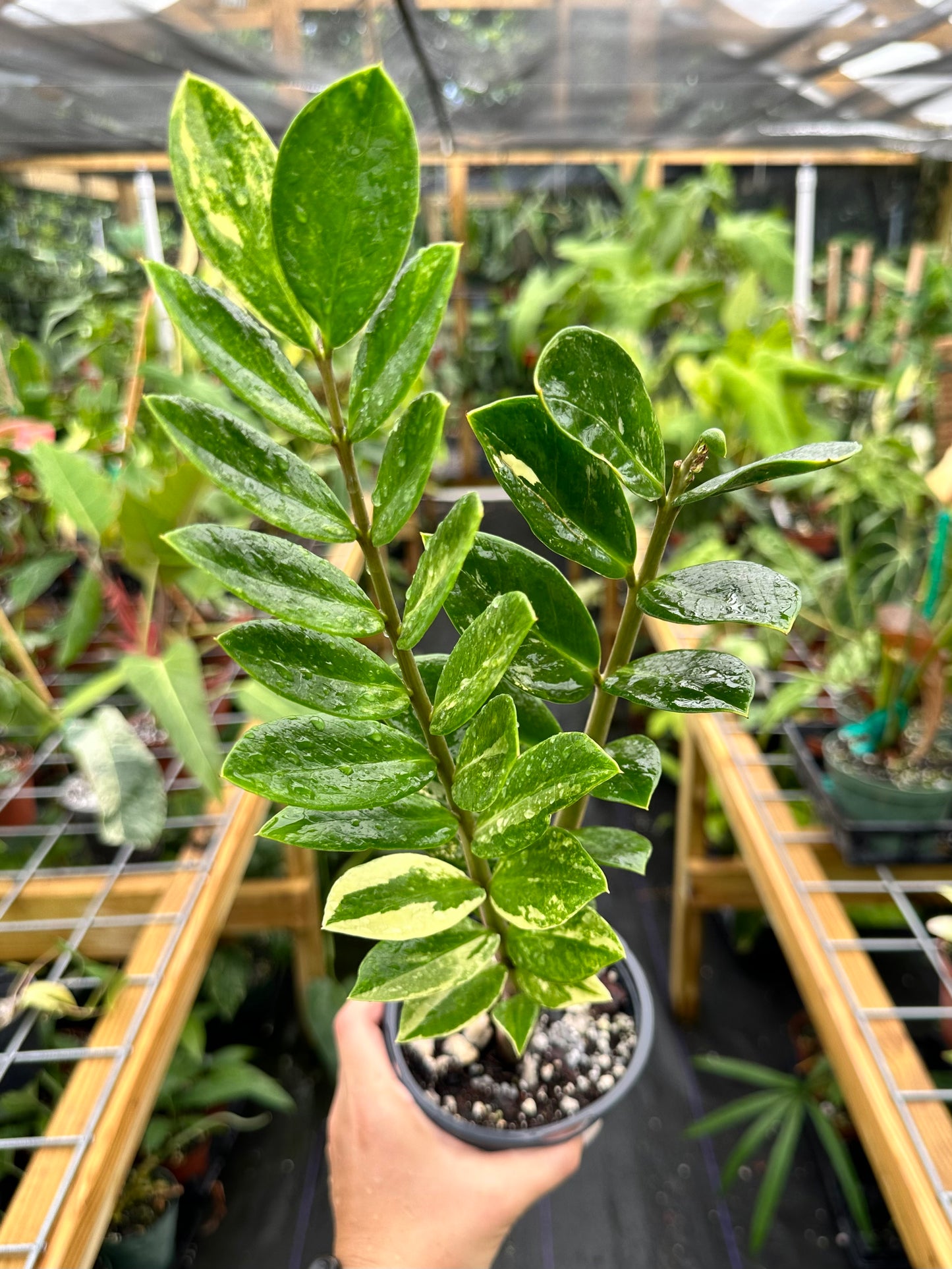 Variegated Zamiocoulas Zamiifolia "ZZ" Plant