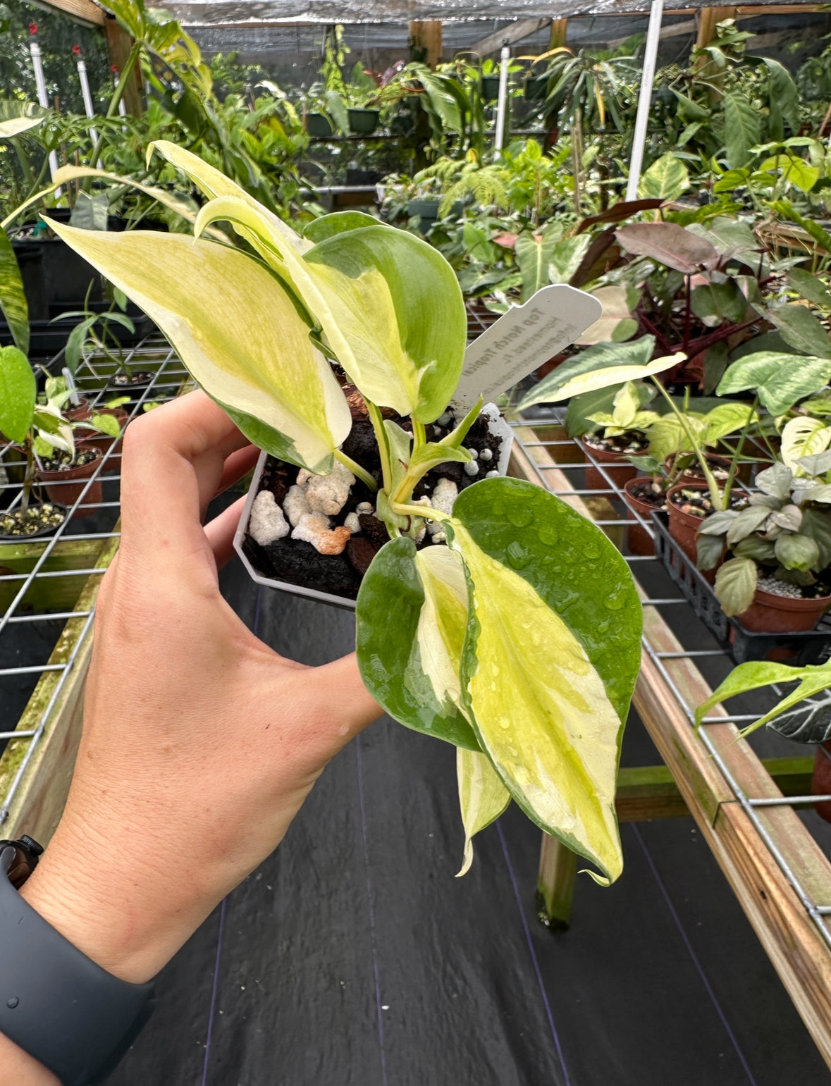 philodendron gabby Philodendron hederaceum 'Gabby' Exact Plant