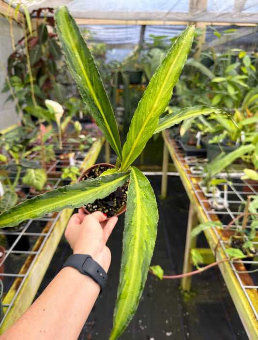 Holochlamys sp. Papua