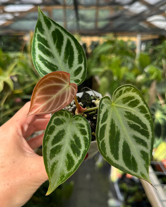 Anthurium dorayaki Silver