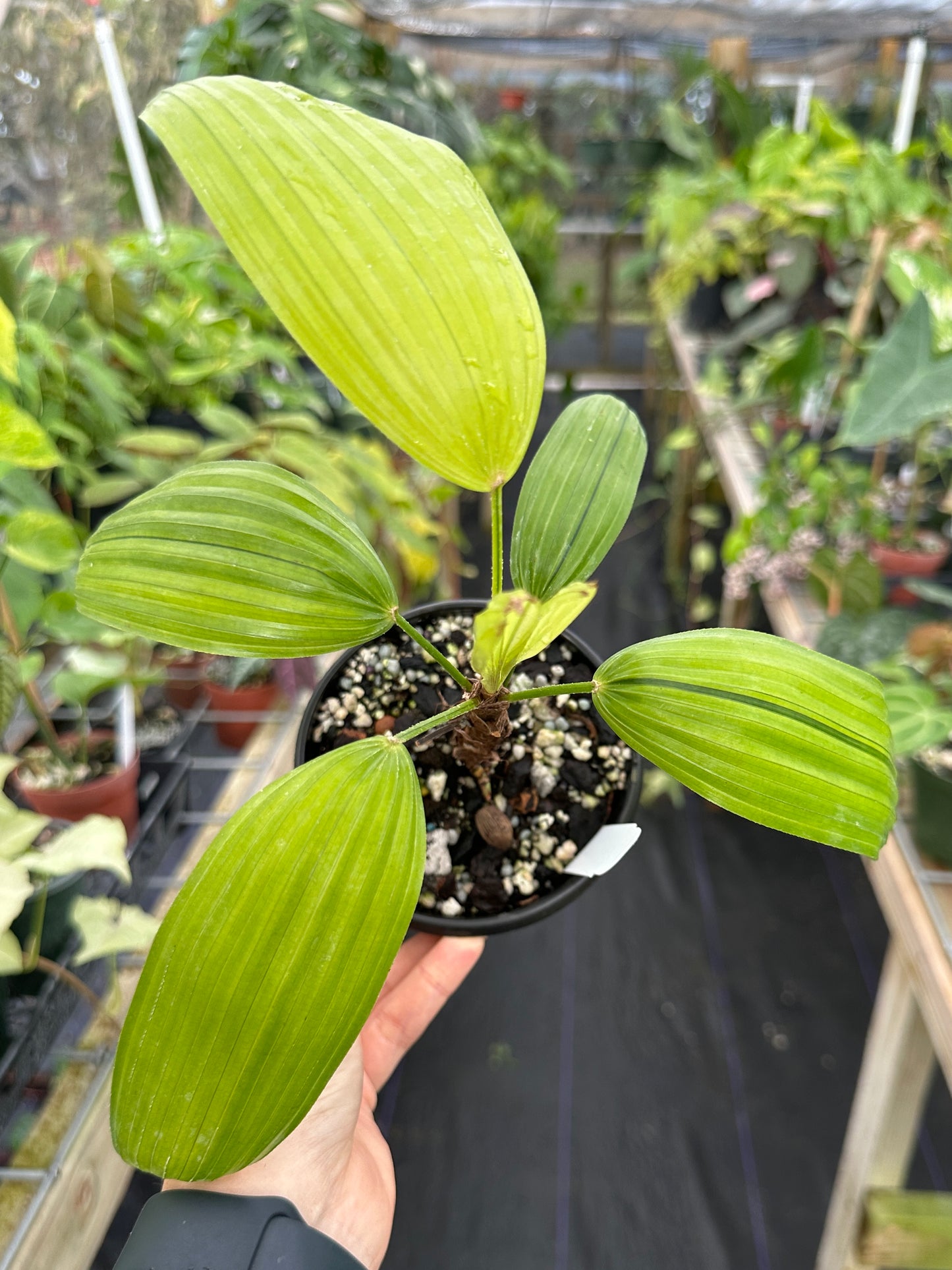 Rhapis excelsa 'Mangetsunotakara' Dwarf Variegated, Rare Dwarf Variegated Lady Palm Japanese Cultivar (EXACT PLANT)