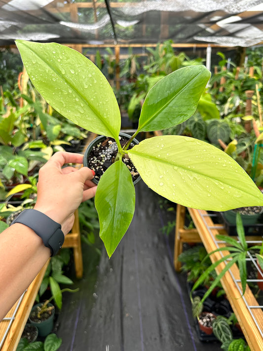 Rare Musa Mint Variegated Ornamental Banana Tree