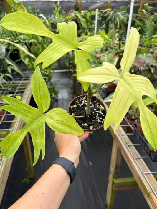 Philodendron ‘Florida Ghost’