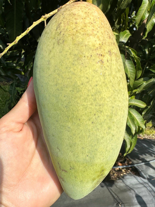 Nam Dok Mai Fresh Thai Mango 4-5lbs