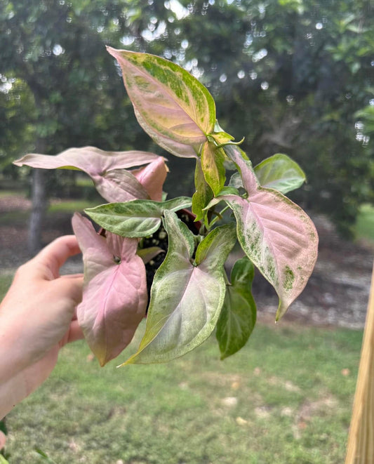 Syngonium Pink Splash Mutation / NOID