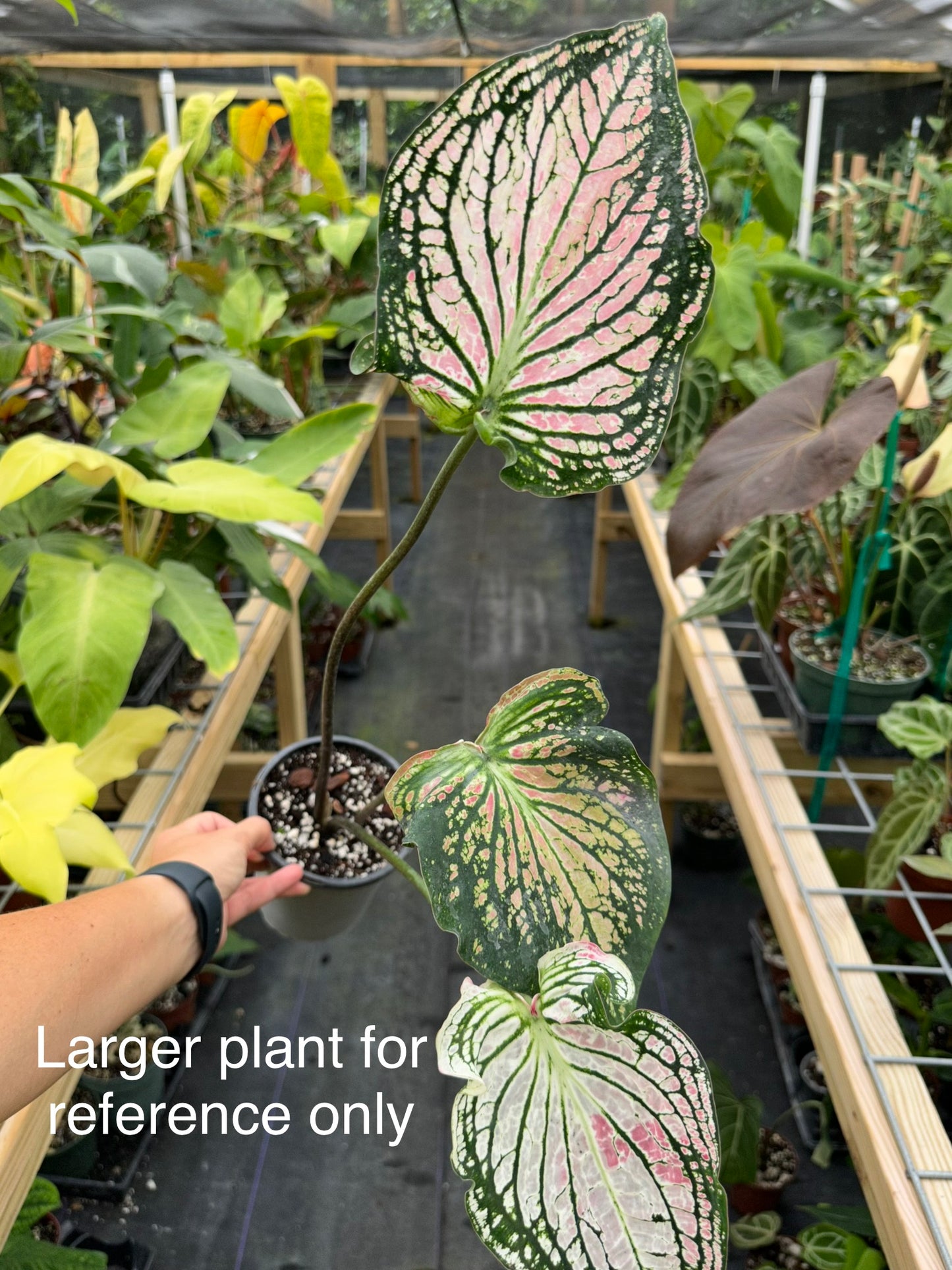 Caladium sp (Thai style light pink)