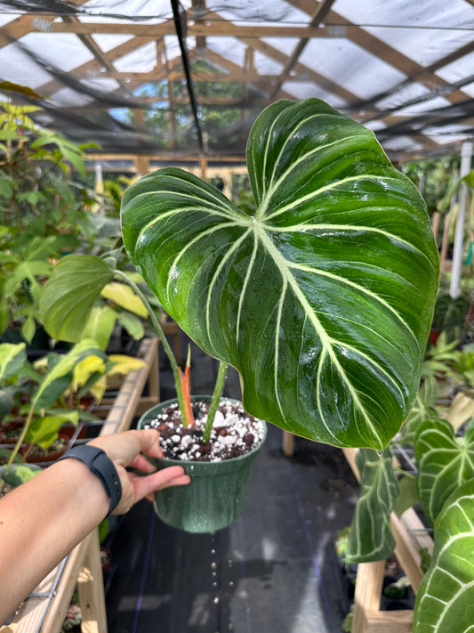 Philodendron Gloriosum