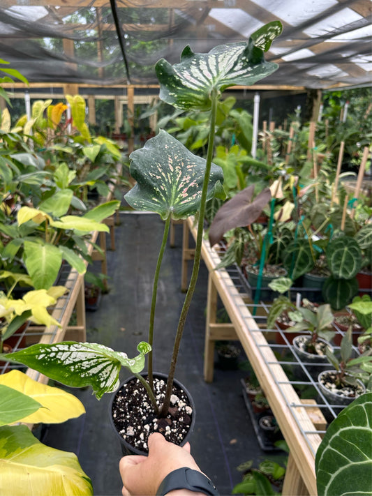 Caladium sp (Thai style light pink)