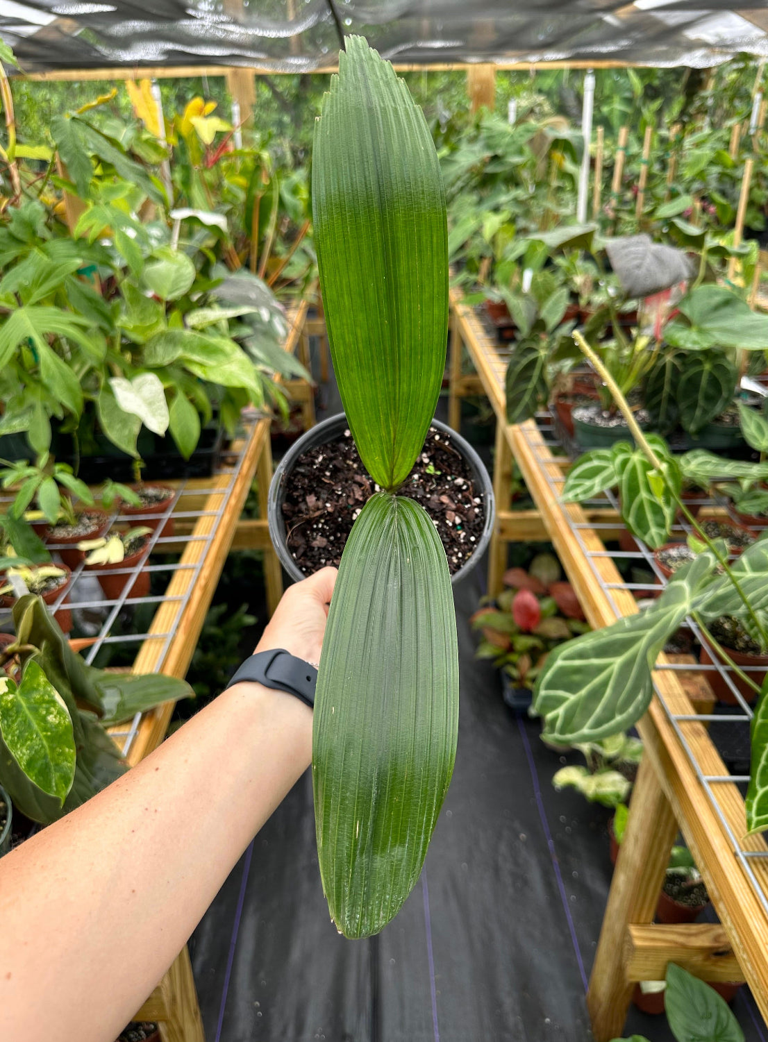 Large Rare Johannesteijsmannia Altifrons Joey Palm
