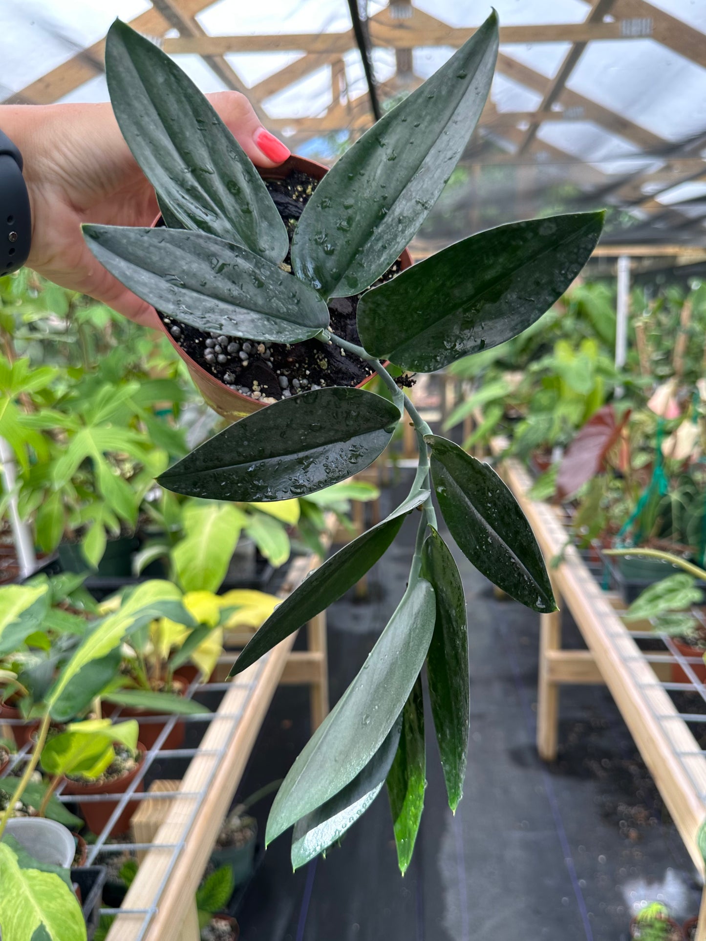 Scindapsus Treubii Dark Form