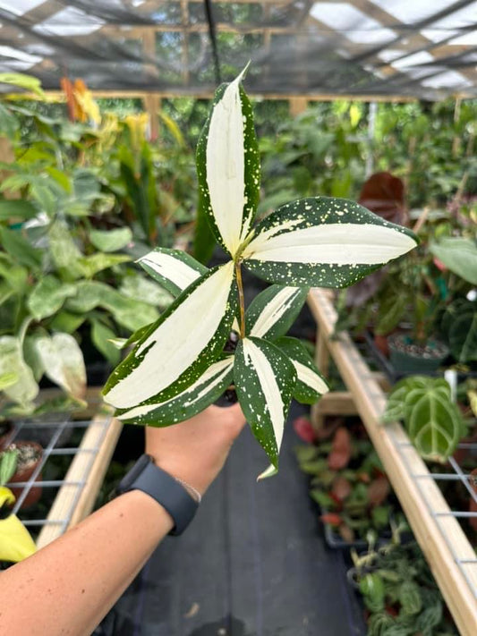 Dracaena surculosa 'Milky Way'