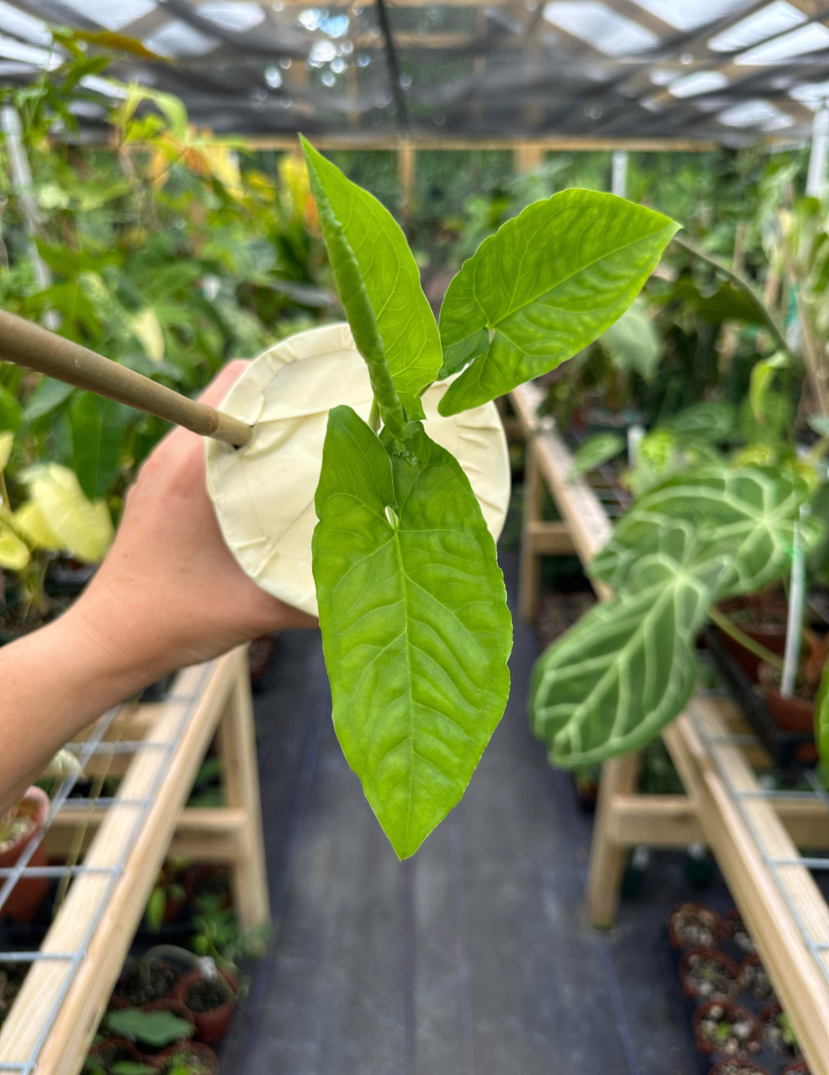 Syngonium Steyermarkii