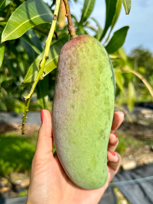 Mixed Premium Fresh Mango Box Mallika, Nam Doc Mai, Mahachanok 5-6lb