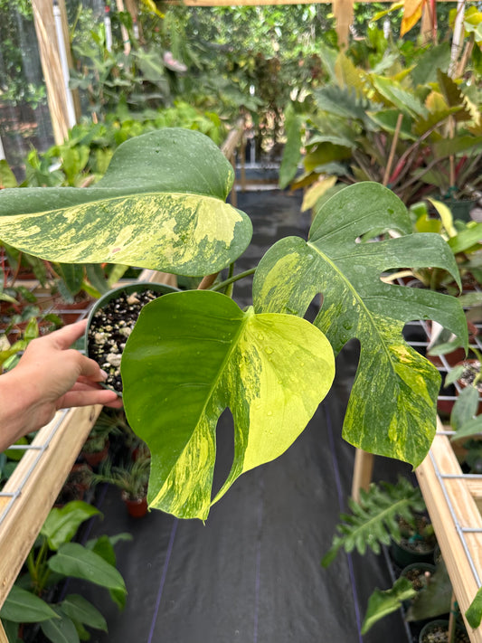 Monstera Aurea Variegated