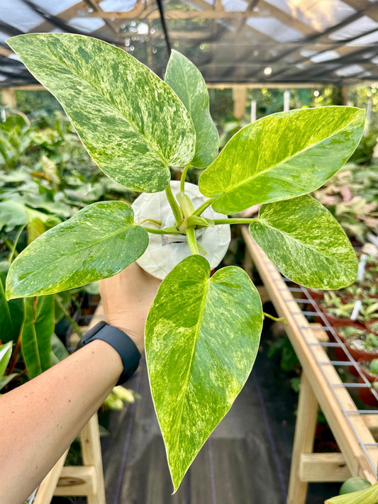 Philodendron Giganteum Variegated