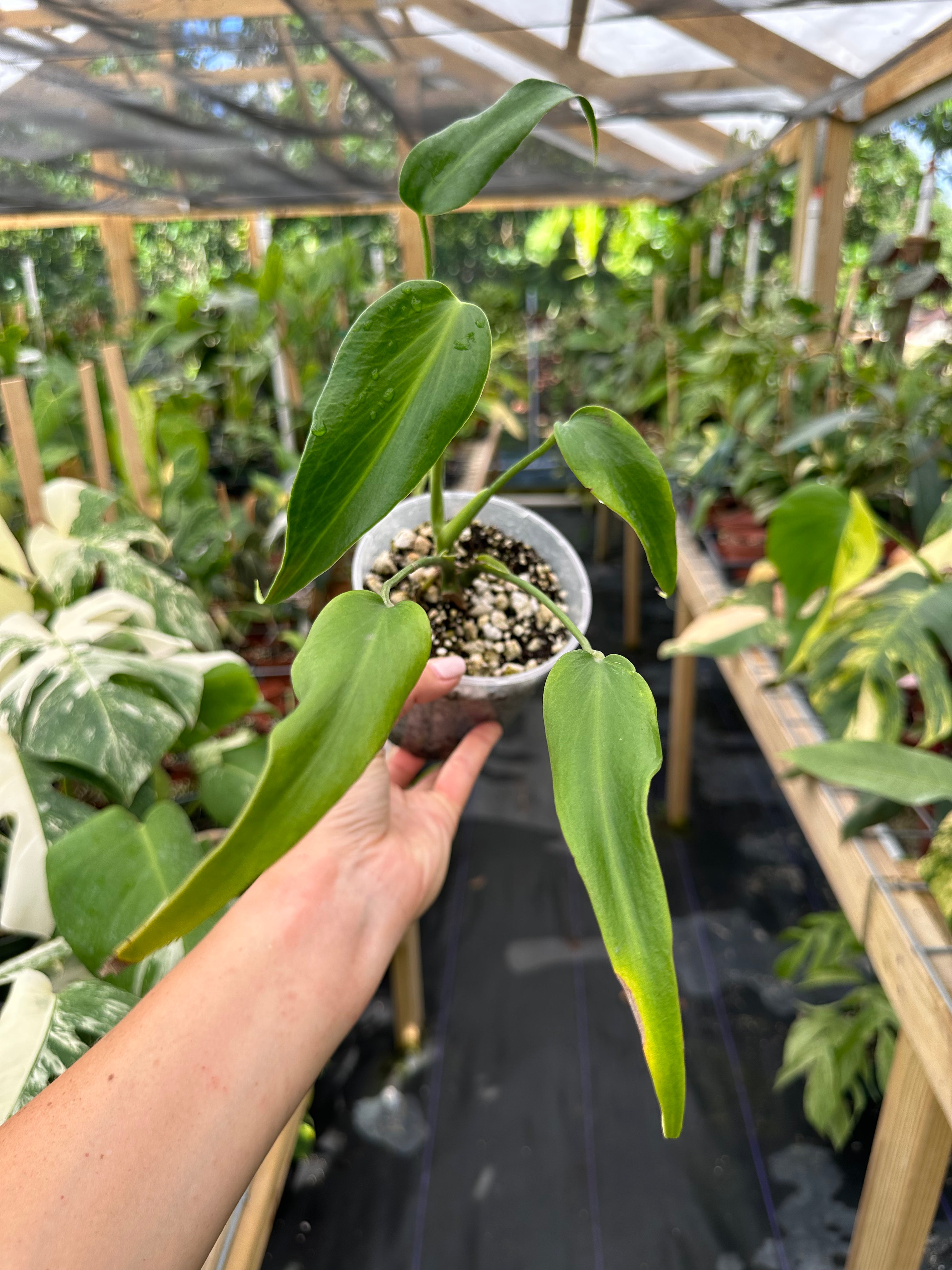 Monstera Burle Marx Flame Rare – Top Notch Tropical
