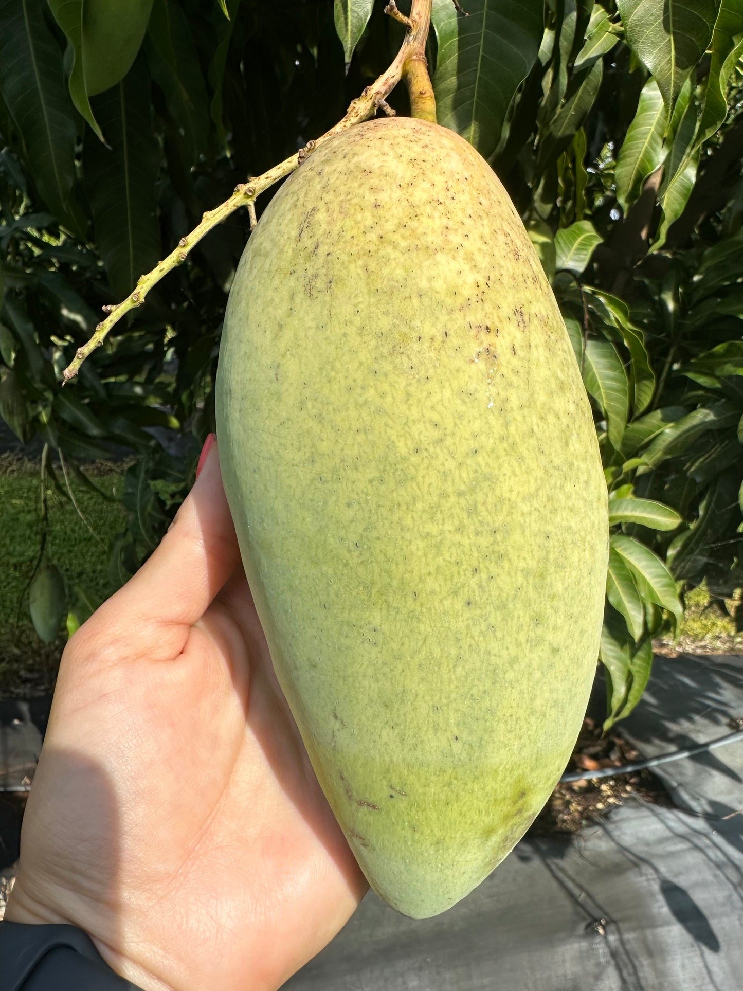 Mixed Premium Fresh Mango Box Mallika, Nam Doc Mai, Mahachanok 5-6lb