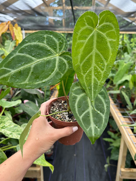 Anthurium Magnificum