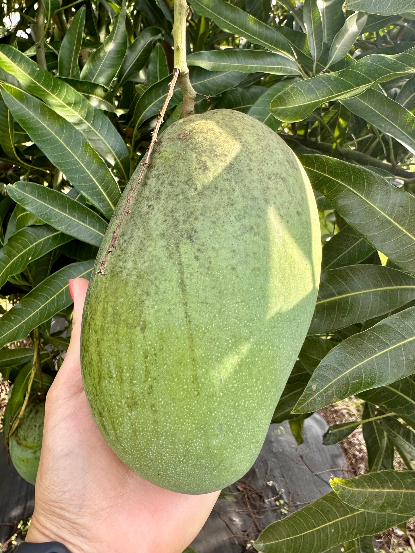 Mixed Premium Fresh Mango Box Mallika, Nam Doc Mai, Mahachanok 5-6lb