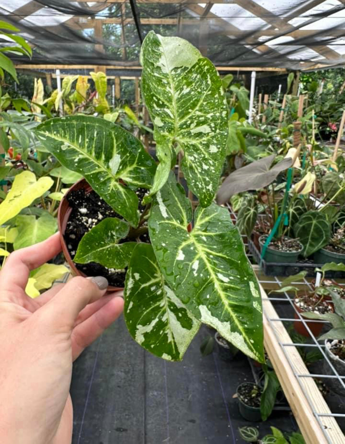 Syngonium Podophyllum "Panda Galaxy"