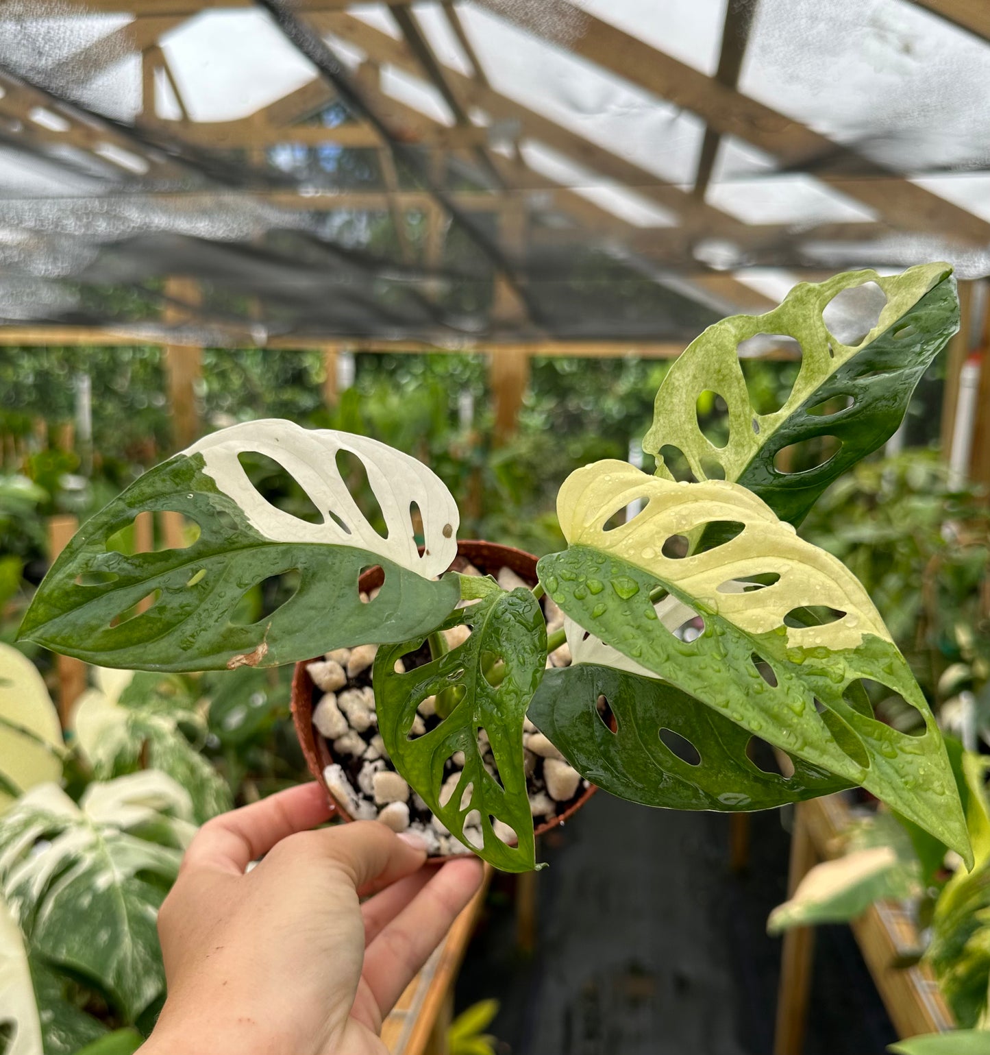 Monstera Adansonii Tricolor High Variegated