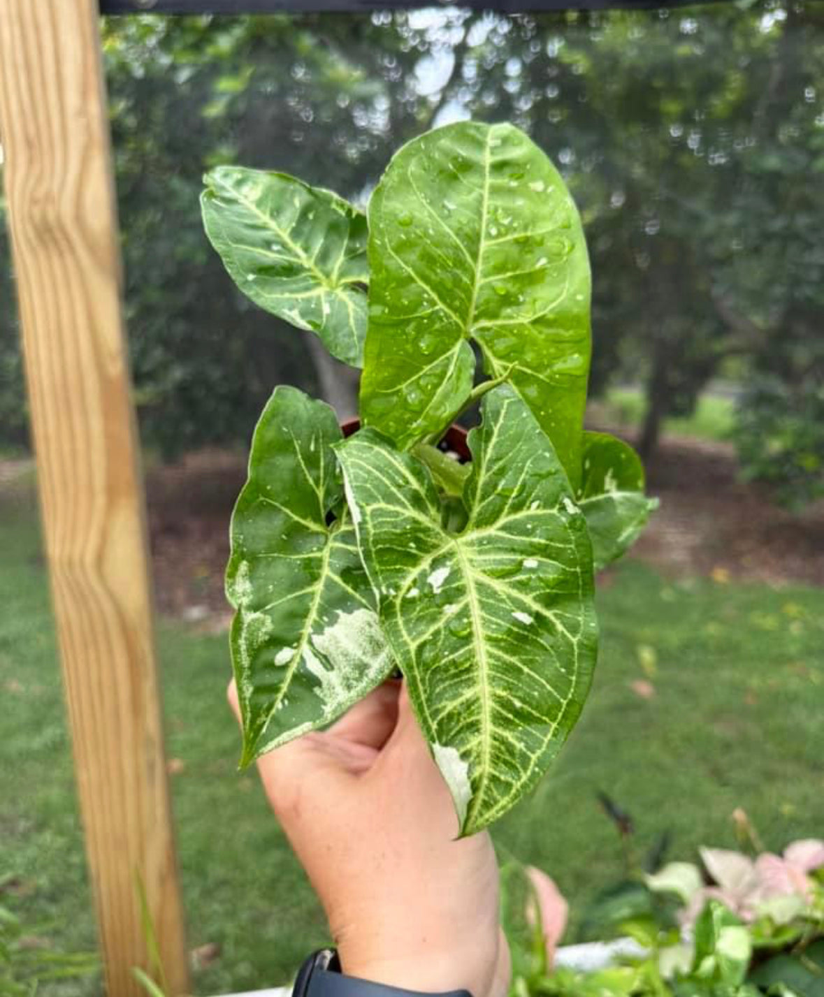 Syngonium Podophyllum "Panda Galaxy"
