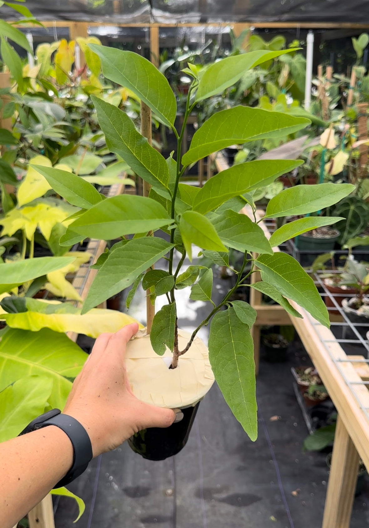 Annona Squamosa, Sugar Apple Tree