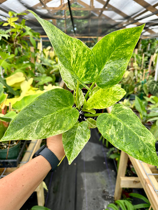 Philodendron Giganteum Variegated