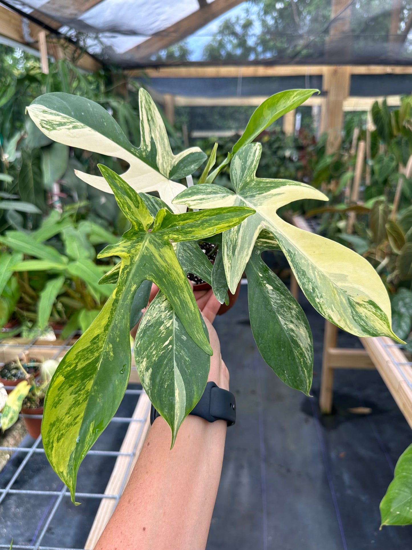 Philodendron Florida Beauty Variegated