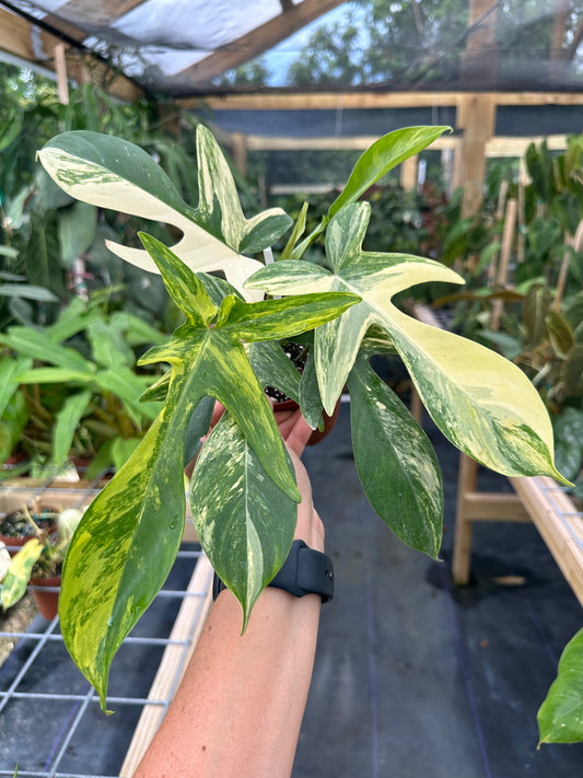 Philodendron Florida Beauty Variegated