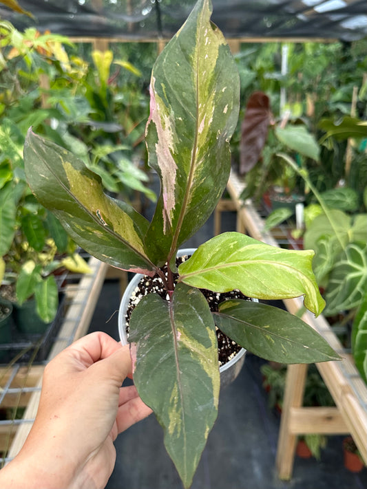 Anthurium sp. Pink Variegated