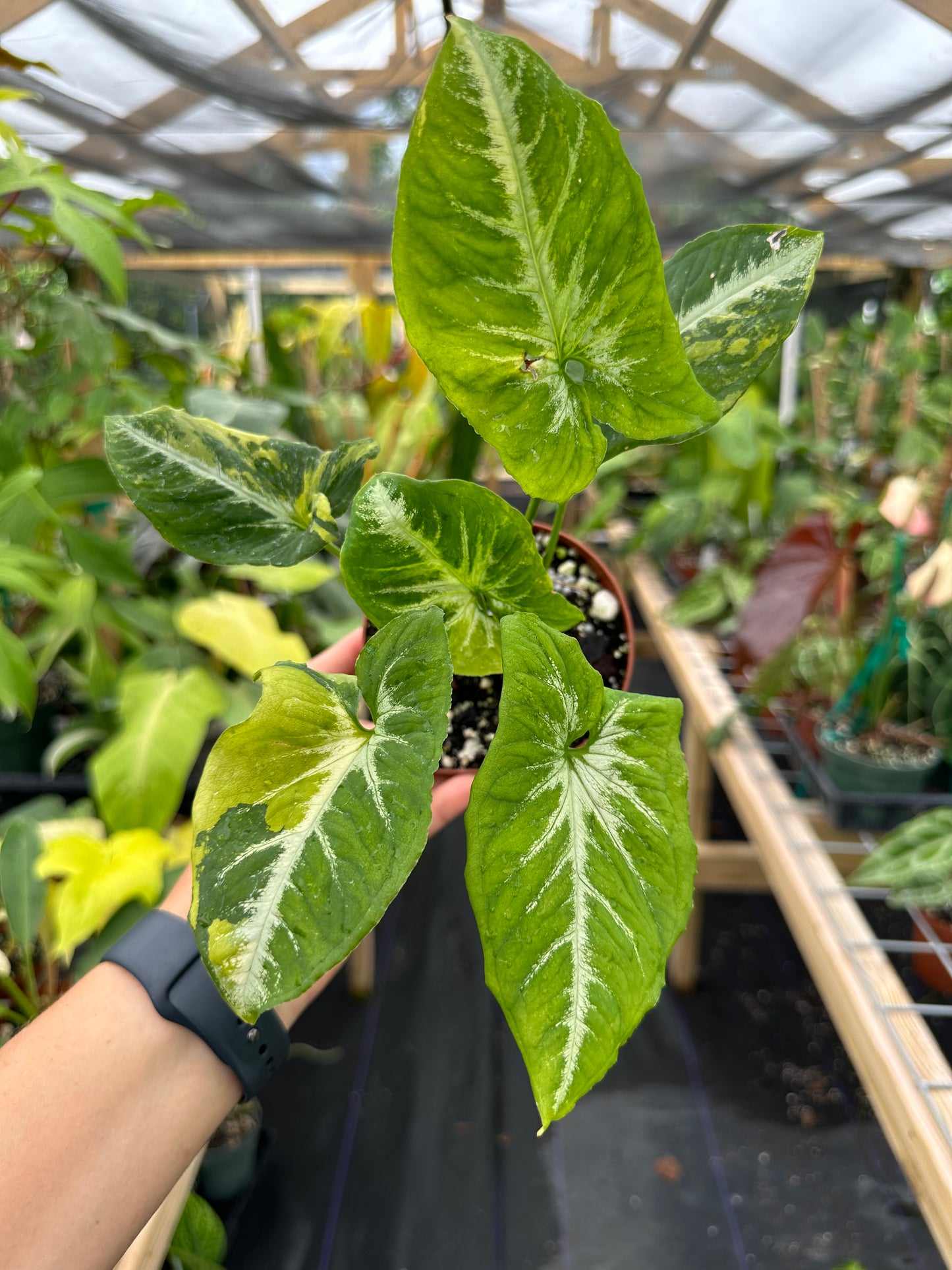 Syngonium "Scrambled Eggs" variegated