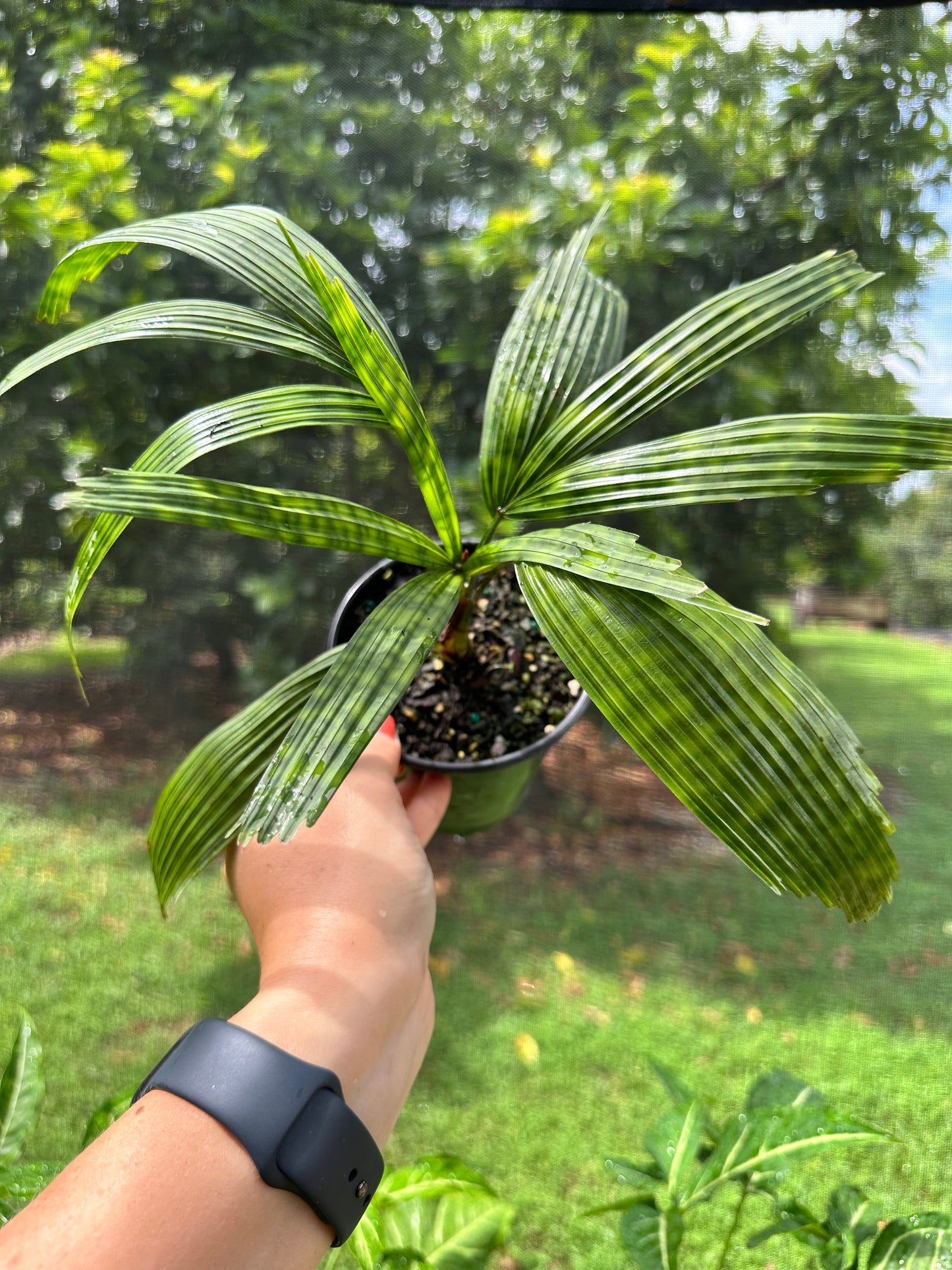 Licuala Mattanensis Mapu