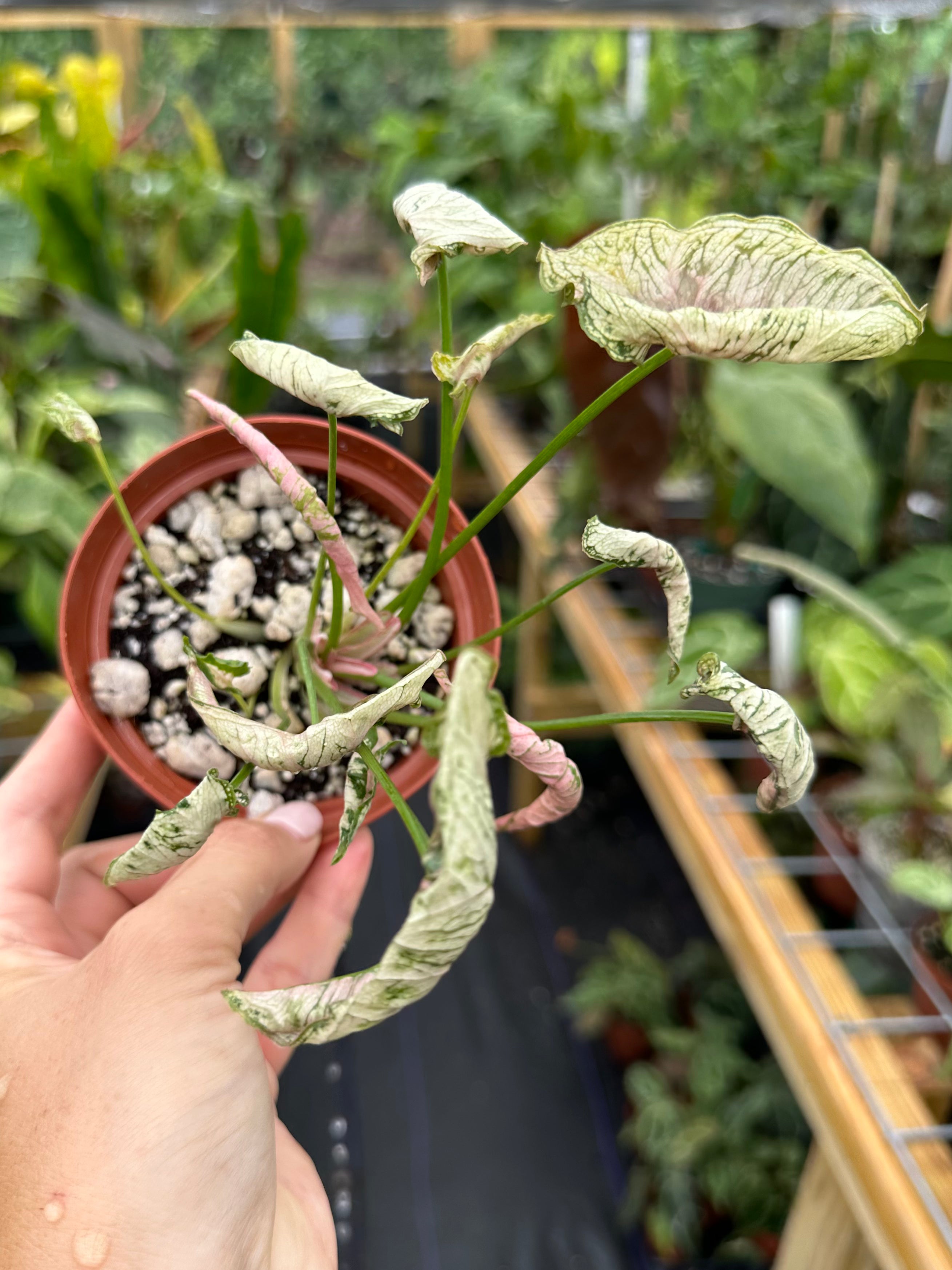 Syngonium Pink Rolli