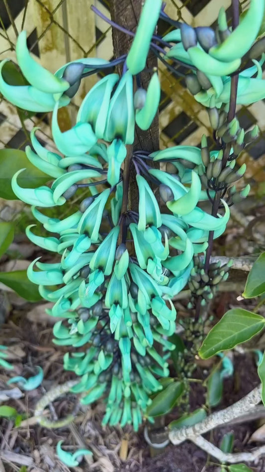 Rare Strongylodon macrobotrys, Turquoise Jade Vine