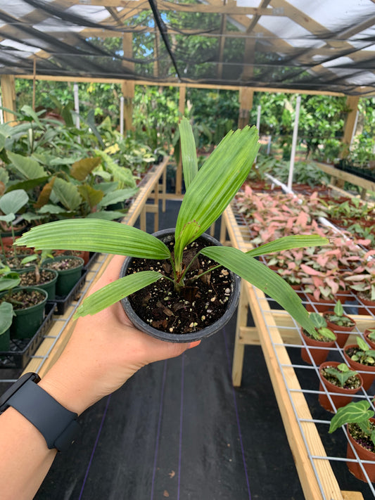 Licuala Fordiana