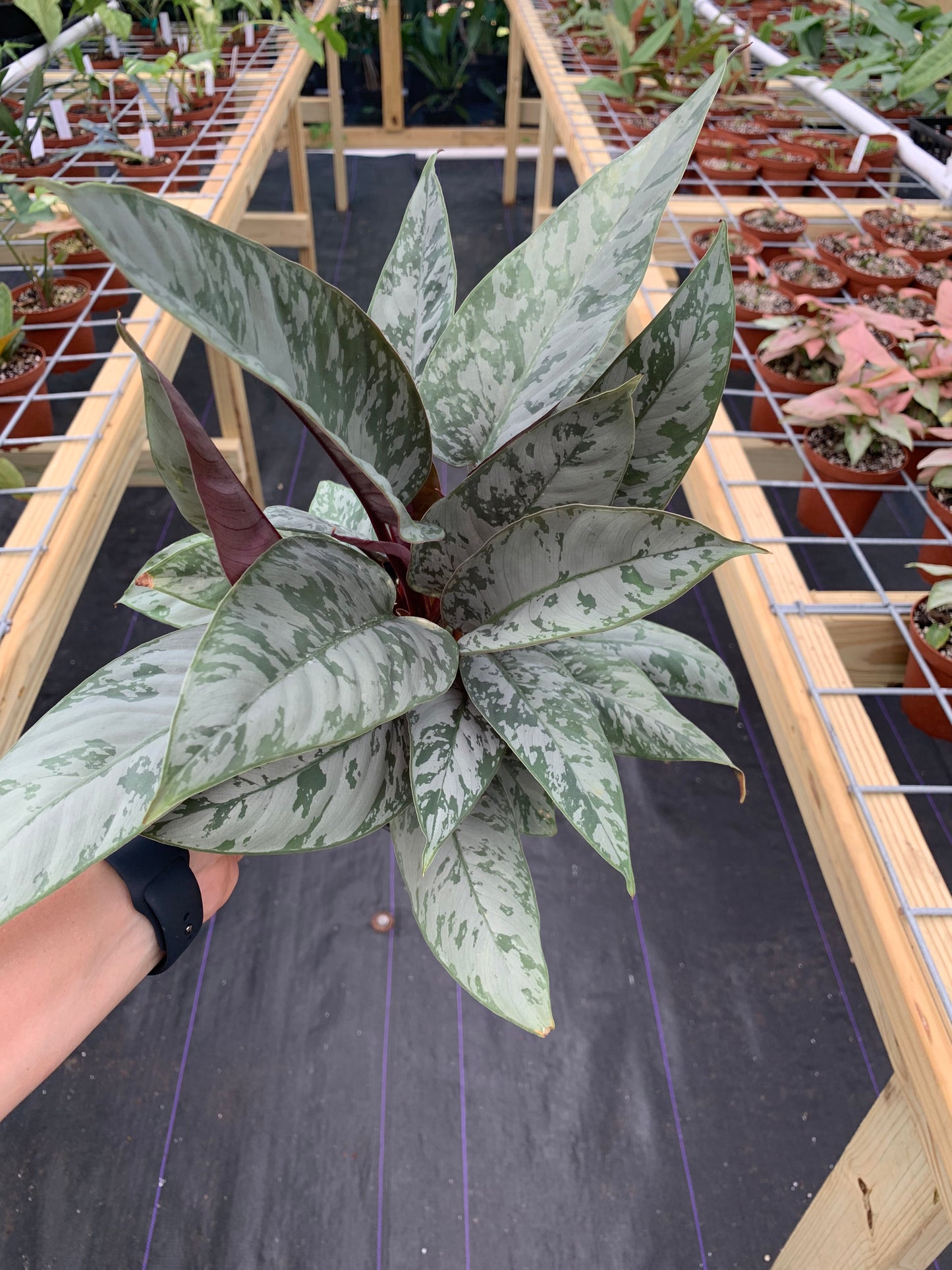 Apoballis Acuminatissima 'Lavallaei'