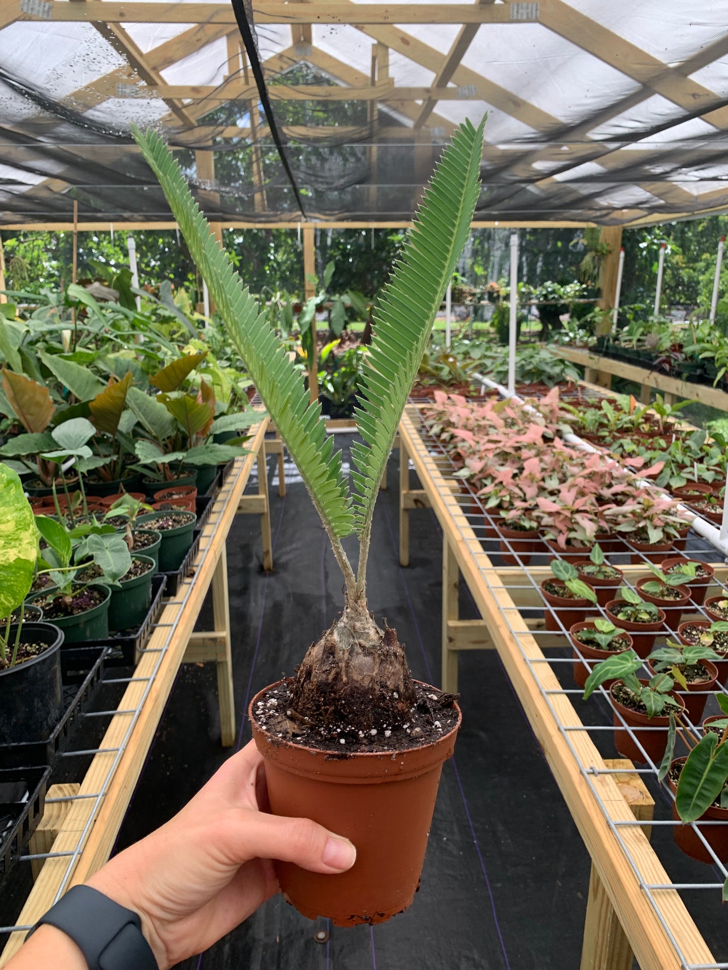 Dioon edule