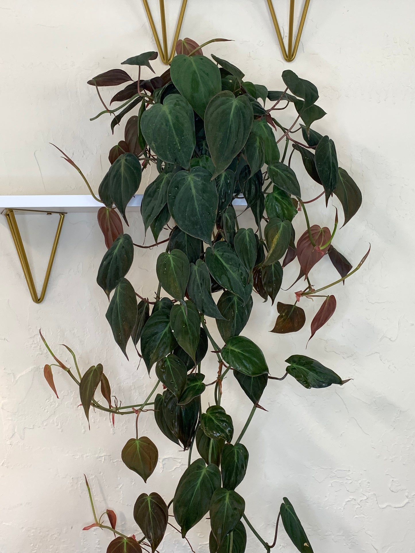 Philodendron Hederaceum 'Micans'