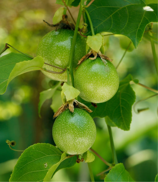 Purple Passion Fruit 2 lbs