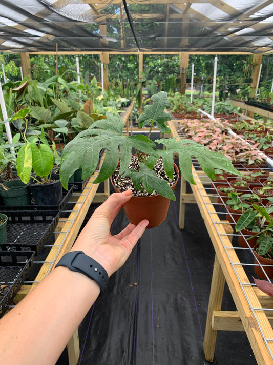 Alocasia Brancifolia "Nishiri"
