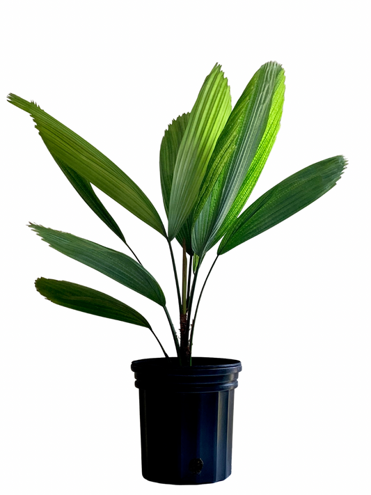 Licuala Grandis XL