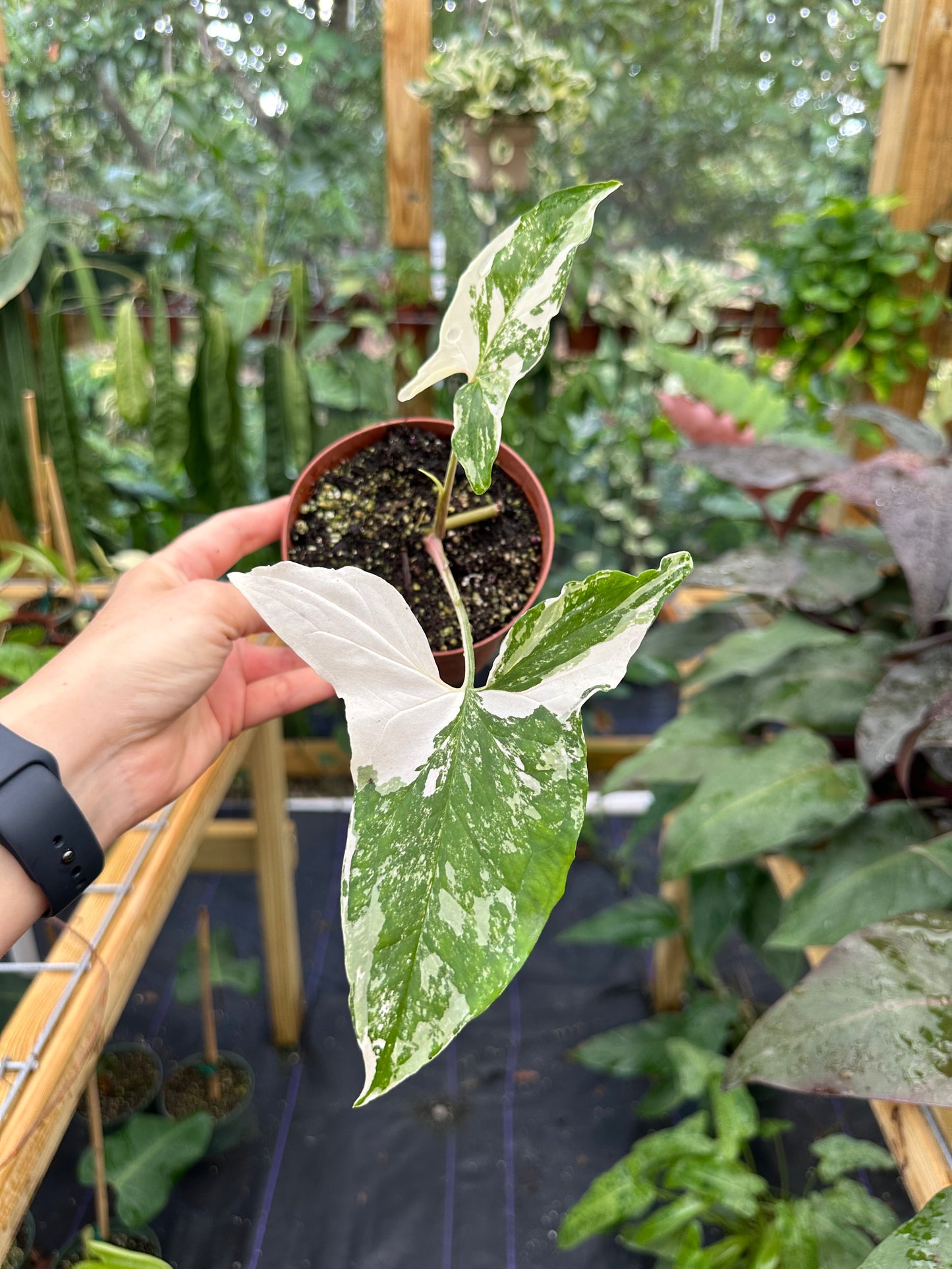 Syngonium podophyllum Albo Variegated