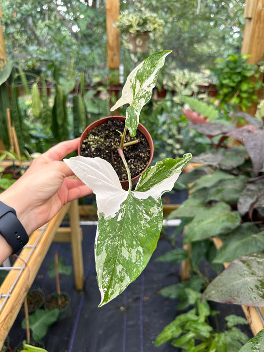 Syngonium podophyllum Albo Variegated