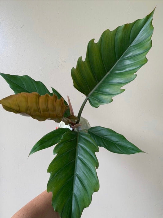Philodendron Pluto Large