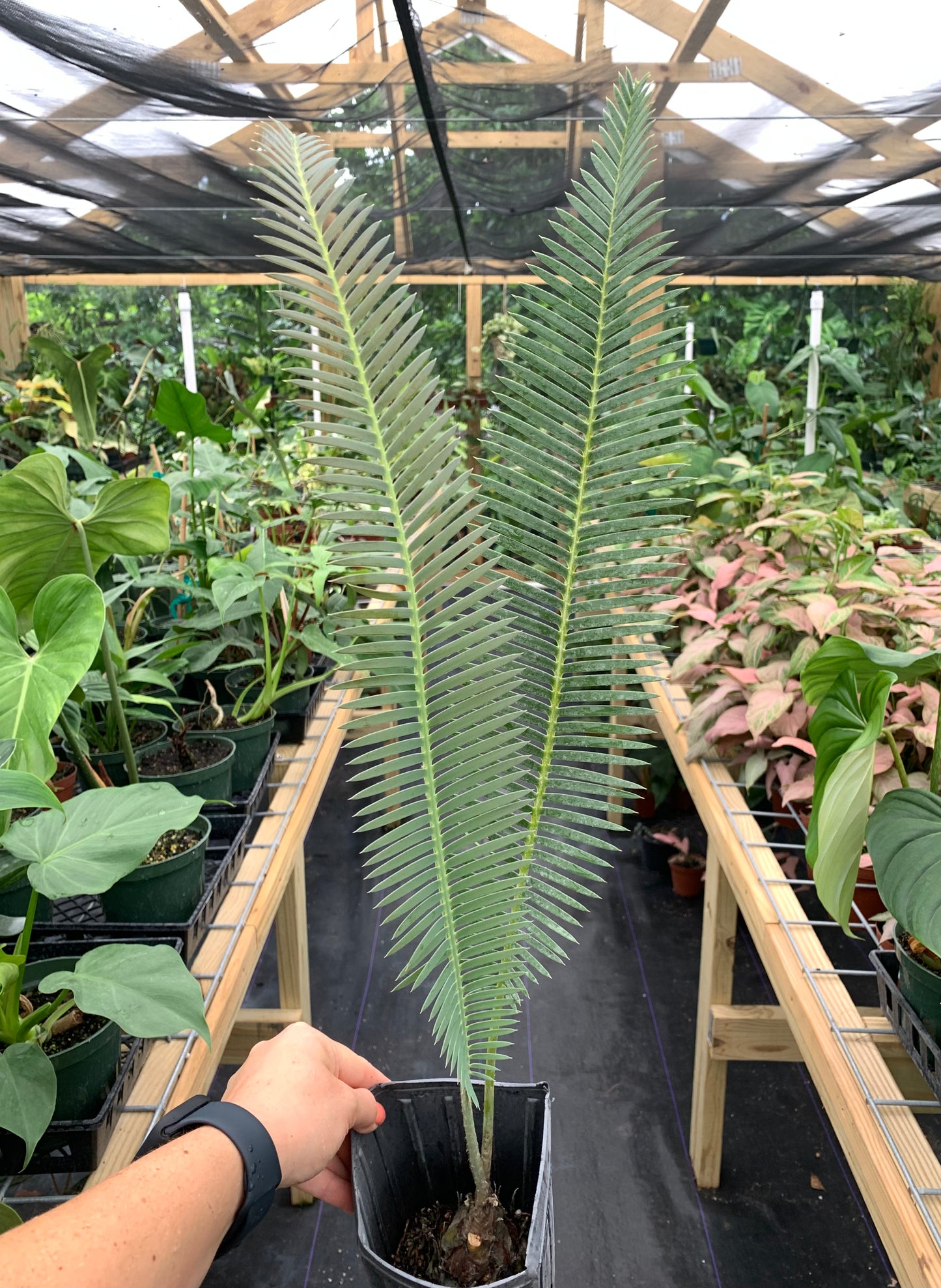 Dioon Edule "Queretaro Blue" XL